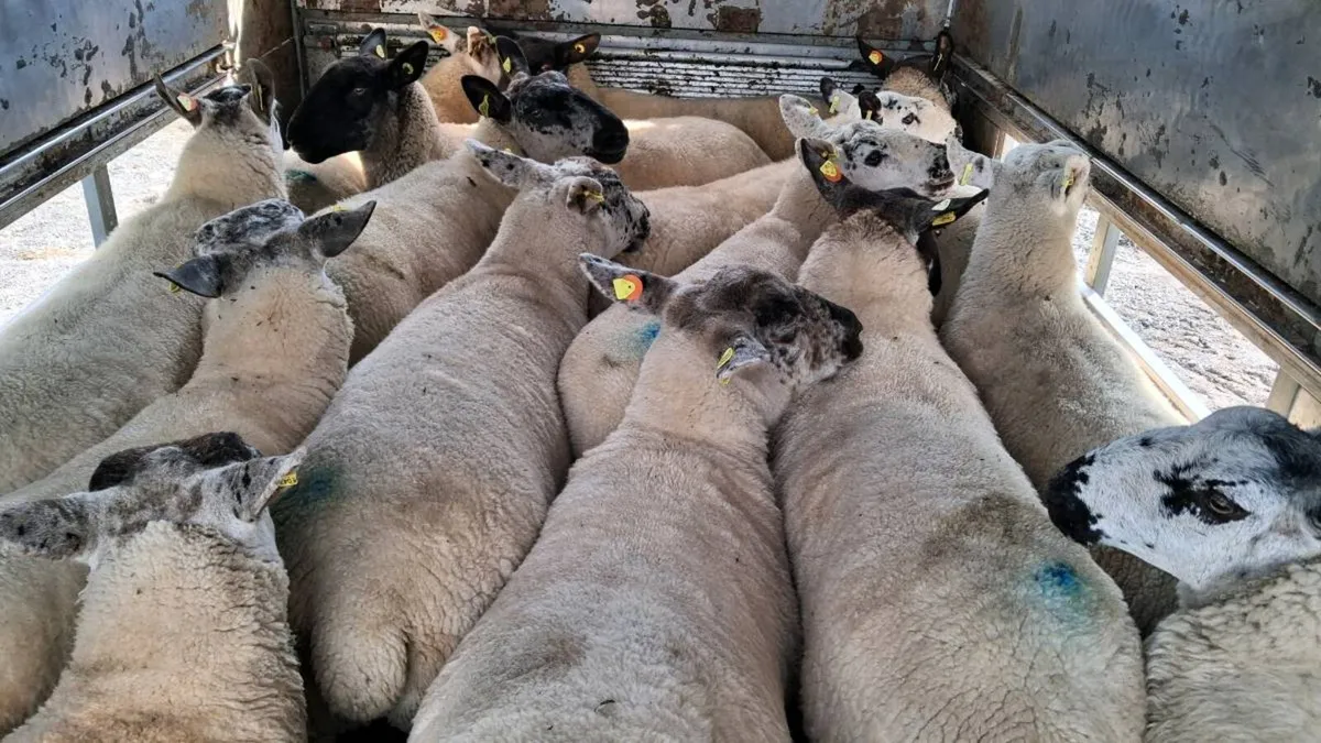 Organic Hoggets Elphin Mart - Image 1