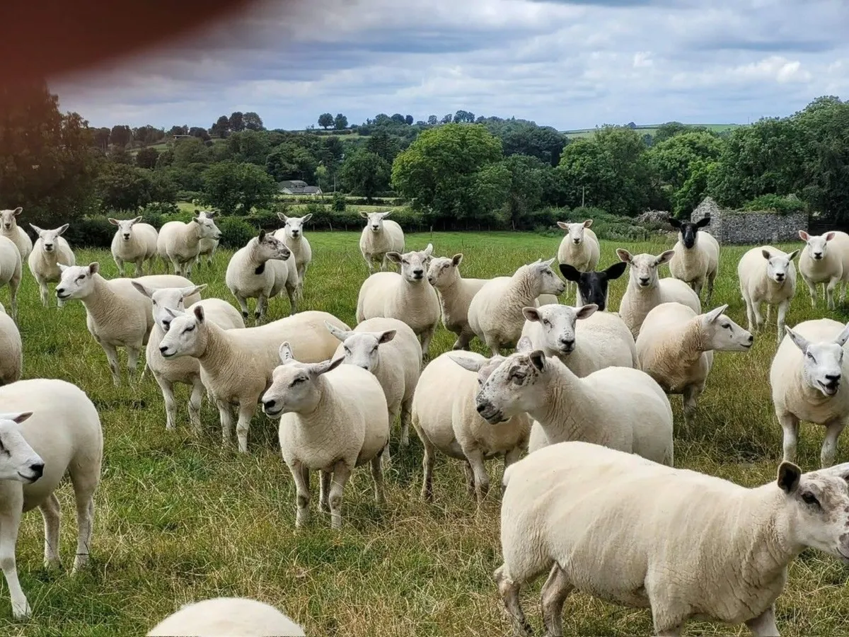 Quality Hoggets - Image 2