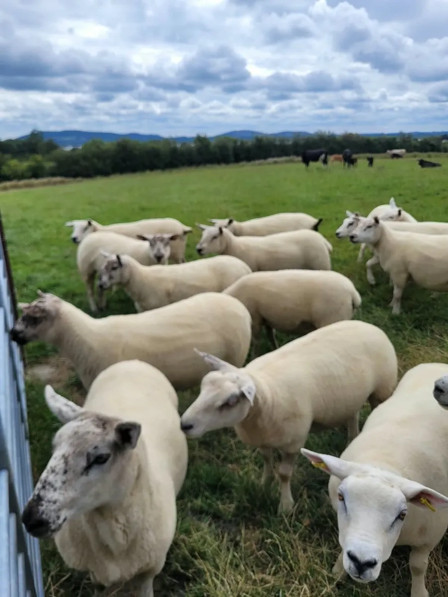 Quality Hoggets - Image 3