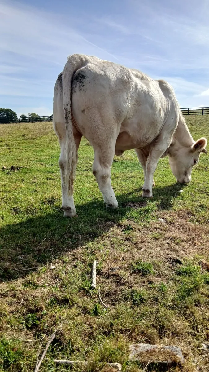 Pbr ch hefers with certs - Image 4
