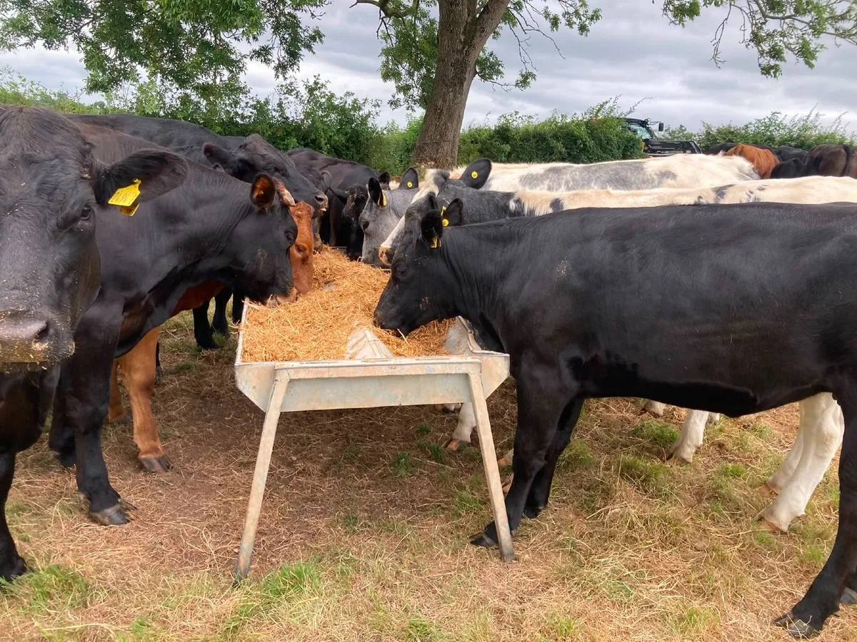 Forage Stretcher Feed/Short Of Grass/Meal/Replacer - Image 3