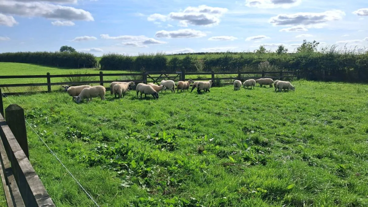 Organic Hoggets Elphin Mart - Image 2
