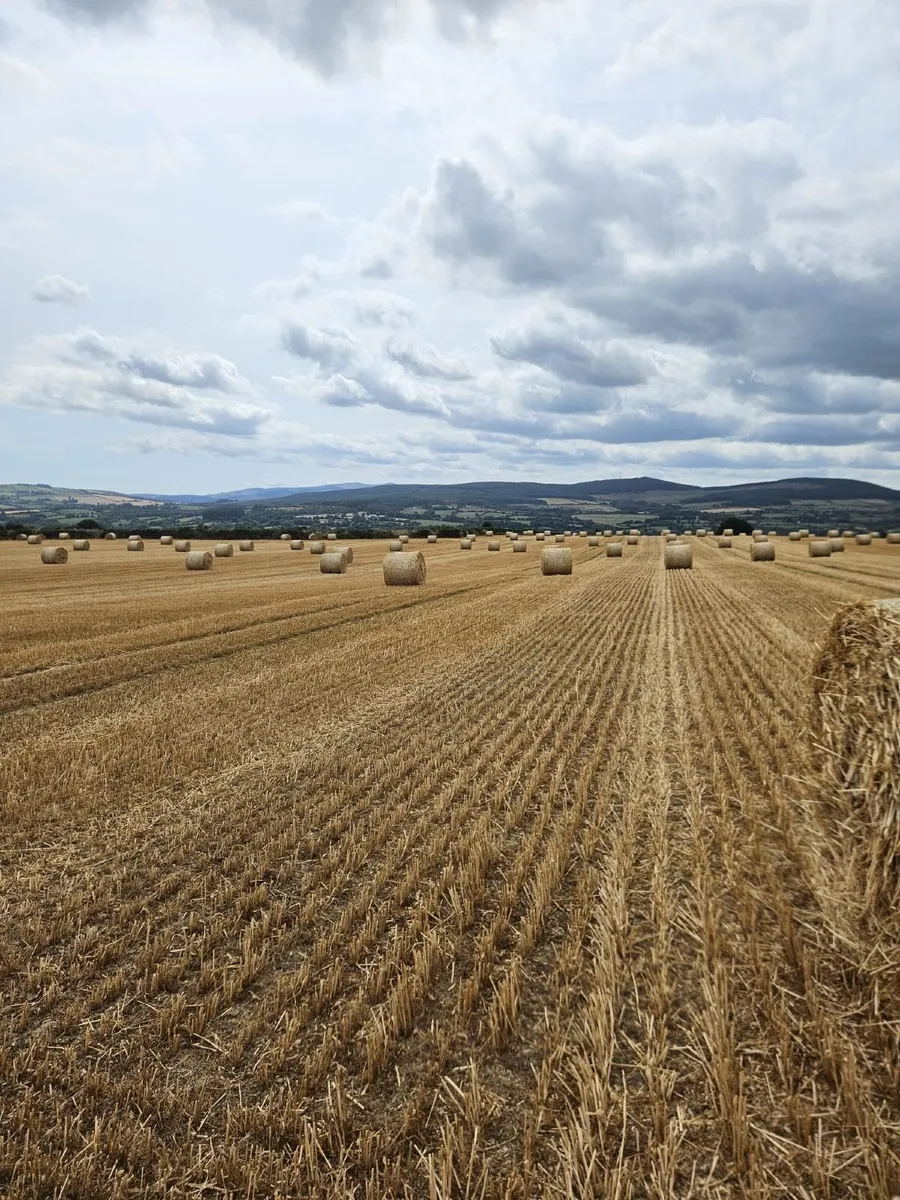 Straw - Image 2