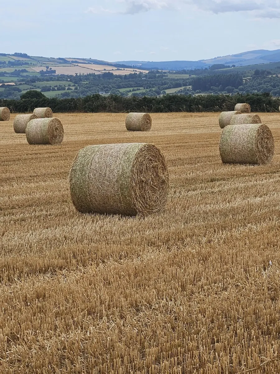 Straw - Image 1