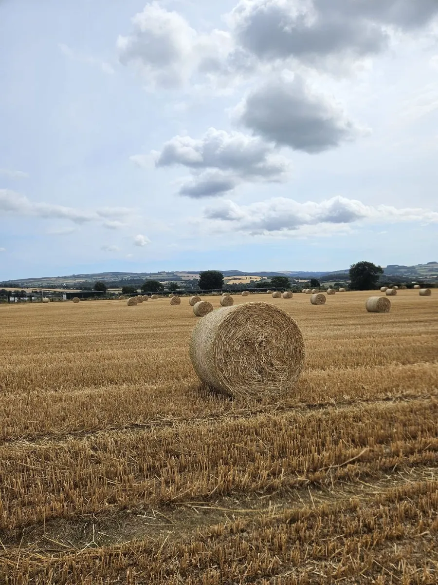 Straw - Image 4