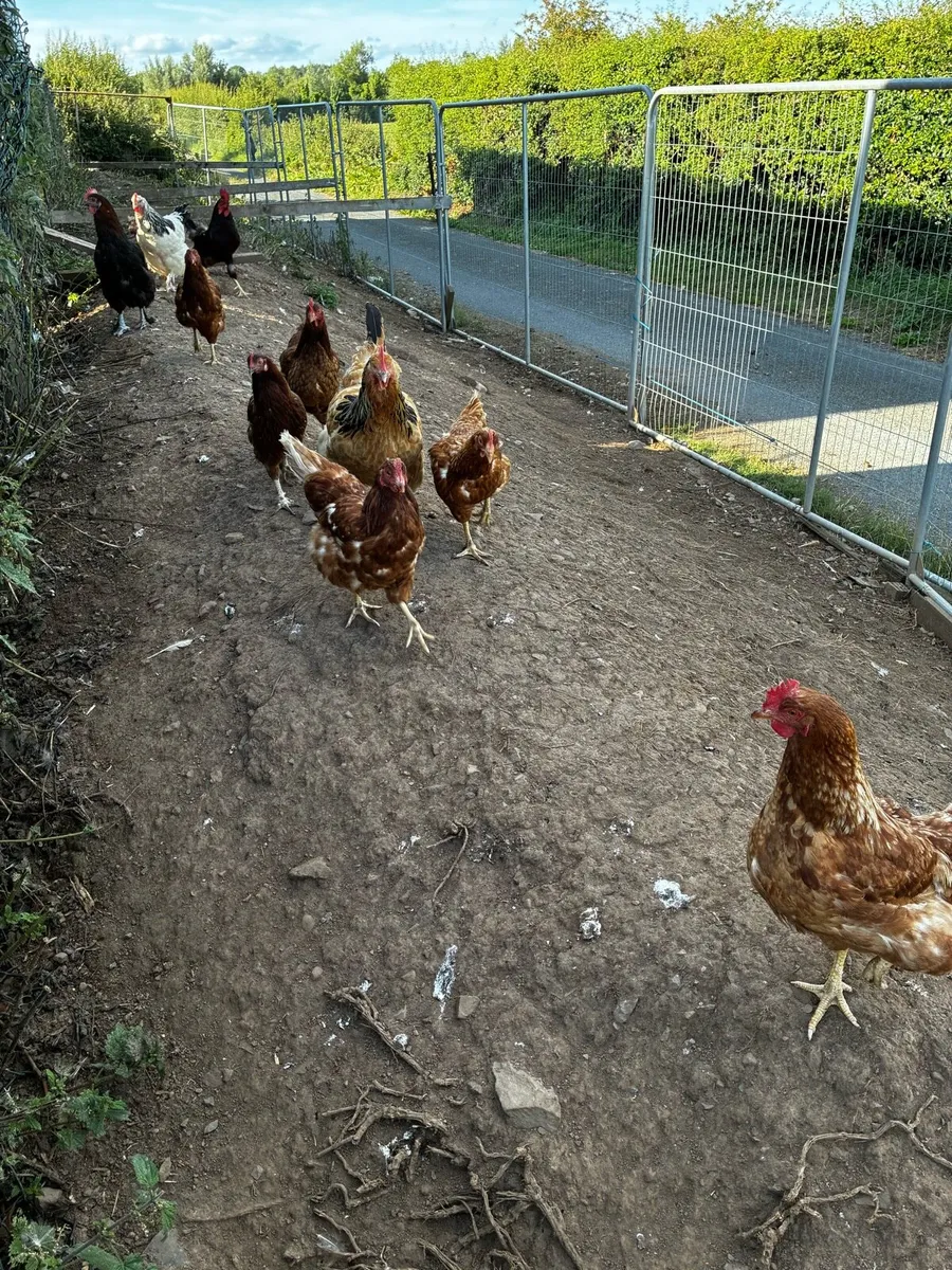 Laying hens - Image 3