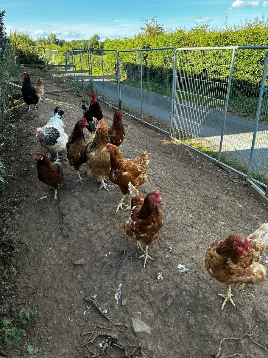 Laying hens - Image 4
