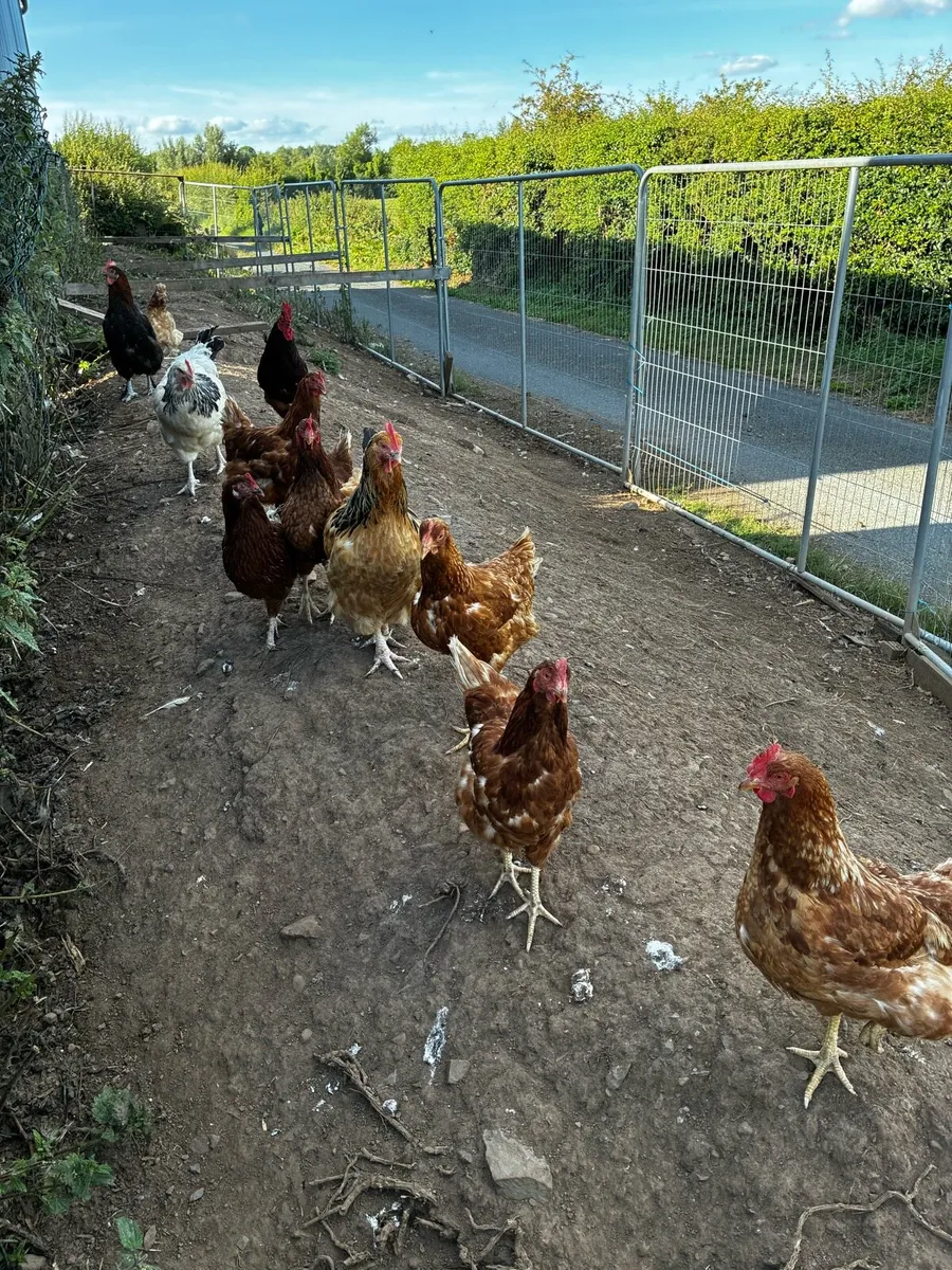 Laying hens - Image 2