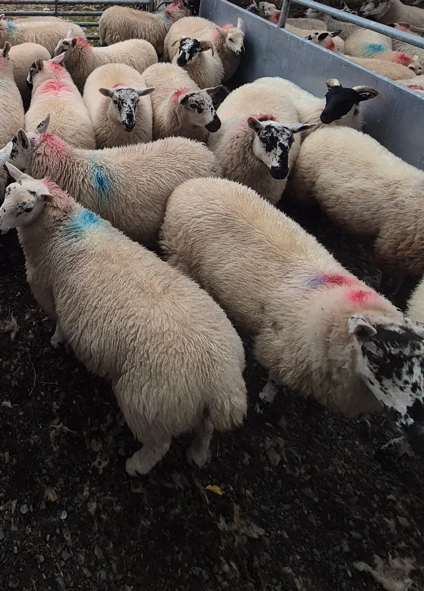 Ewe Lambs - Image 1
