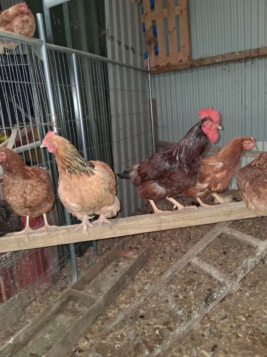 Laying hens - Image 1