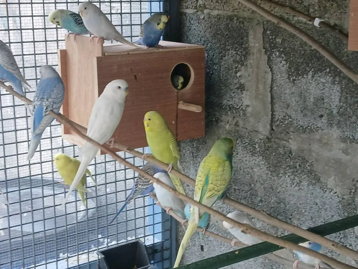 Budgies - Image 1