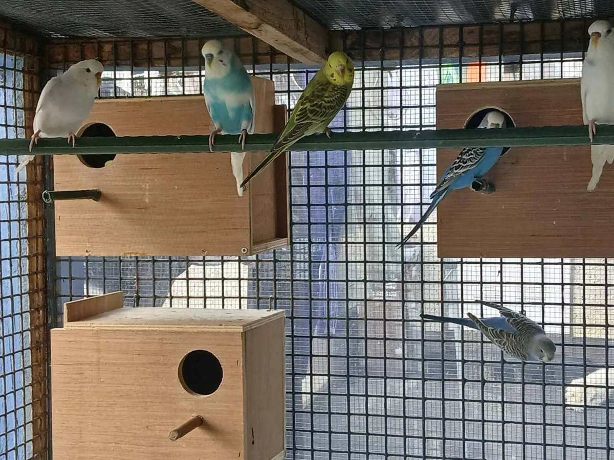 Budgies - Image 2