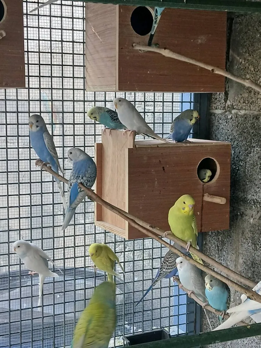 Budgies - Image 3