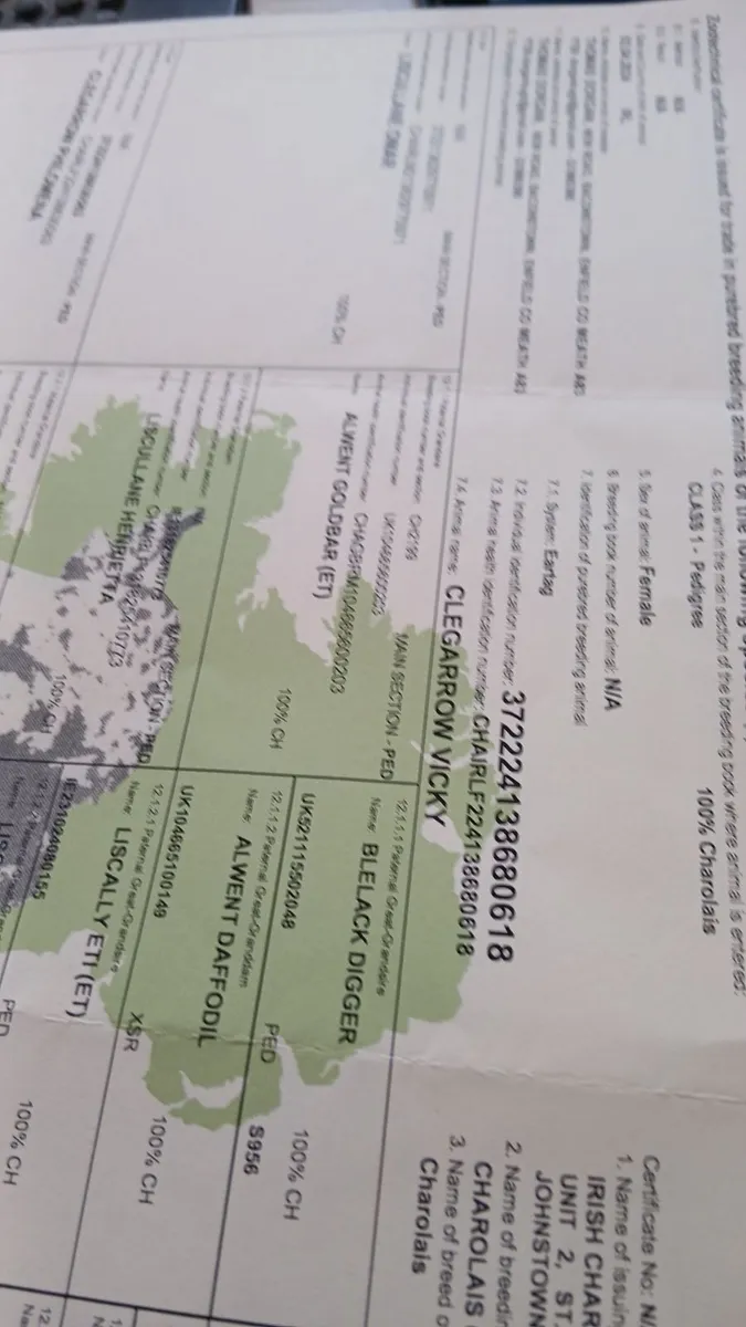 Pbr ch hefers with certs - Image 1