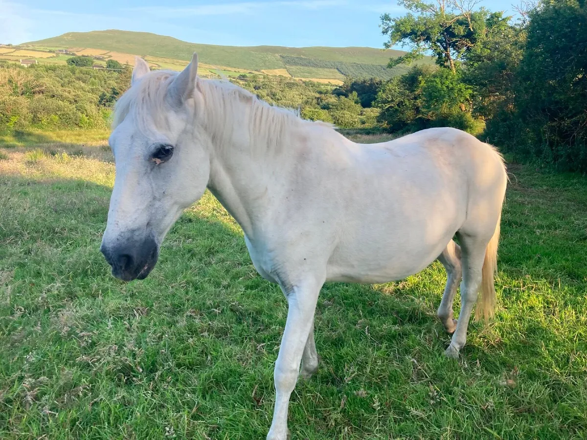 Pony and foal - Image 2