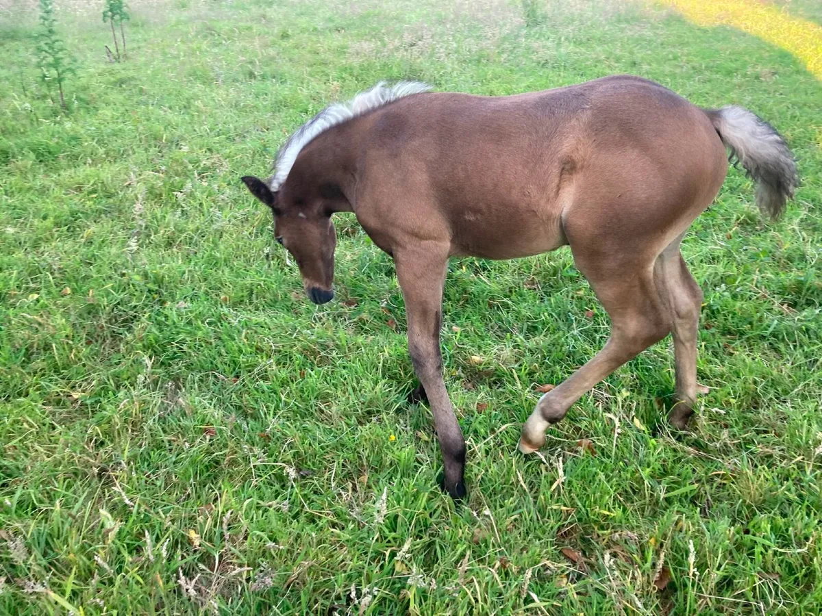 Pony and foal - Image 3