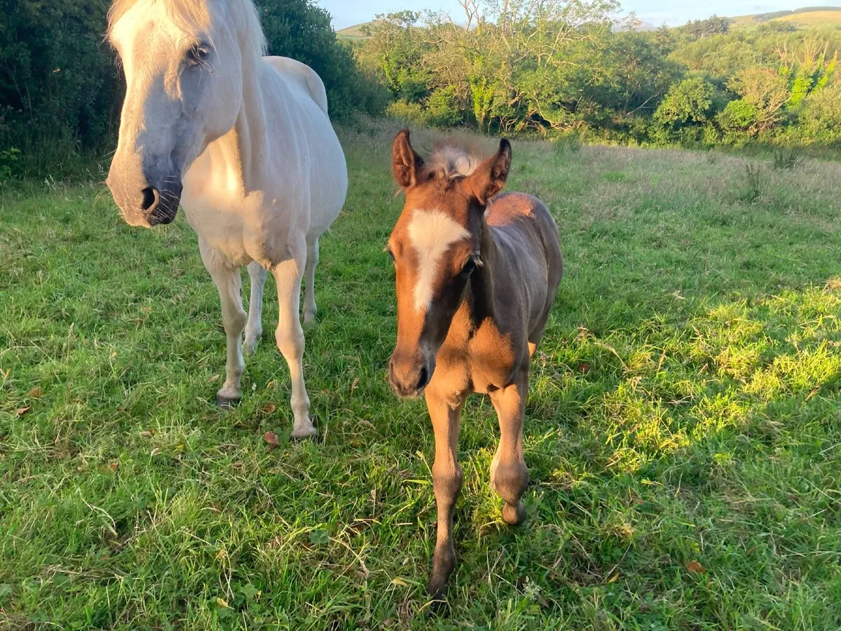 Pony and foal - Image 4