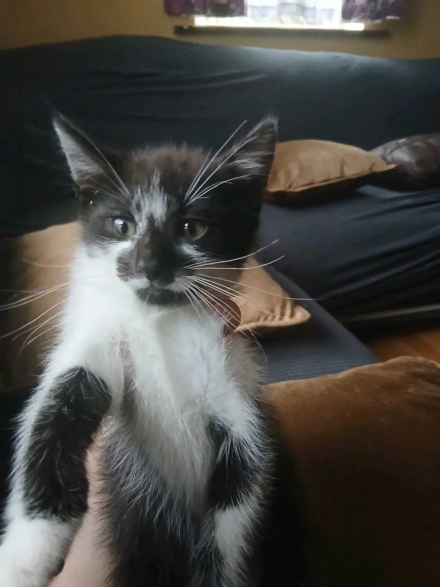 2 lovely male kittens - Image 1