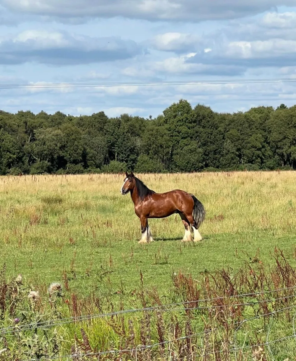 Cob gelding - Image 1