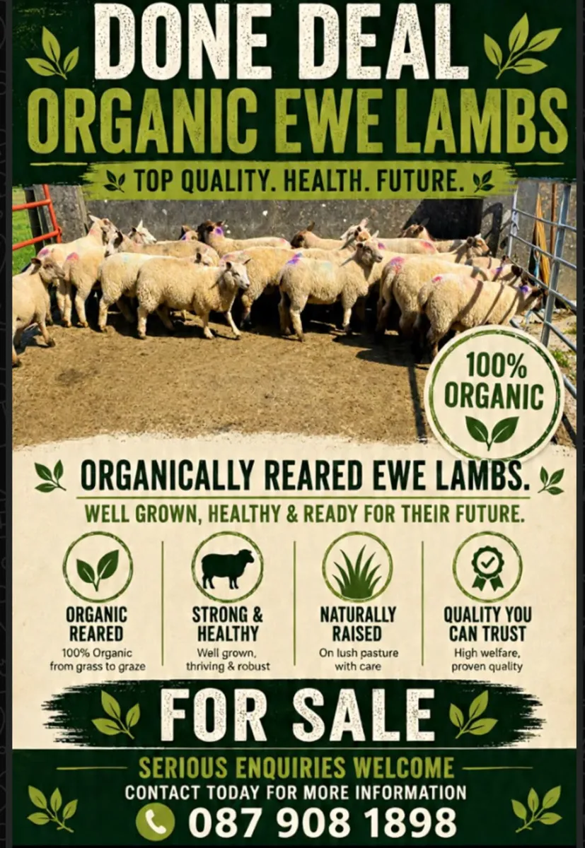 Organic ewe lambs - Image 1