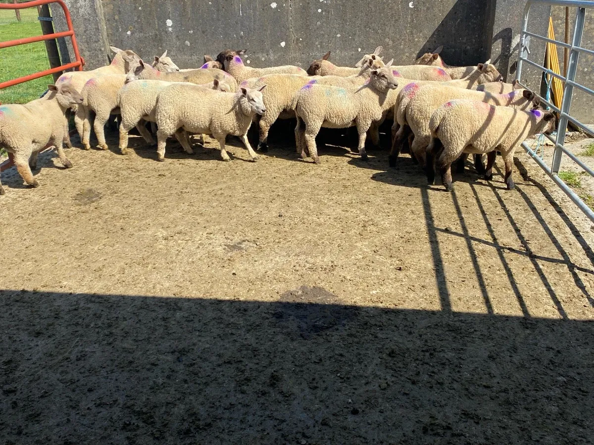 Organic ewe lambs - Image 3