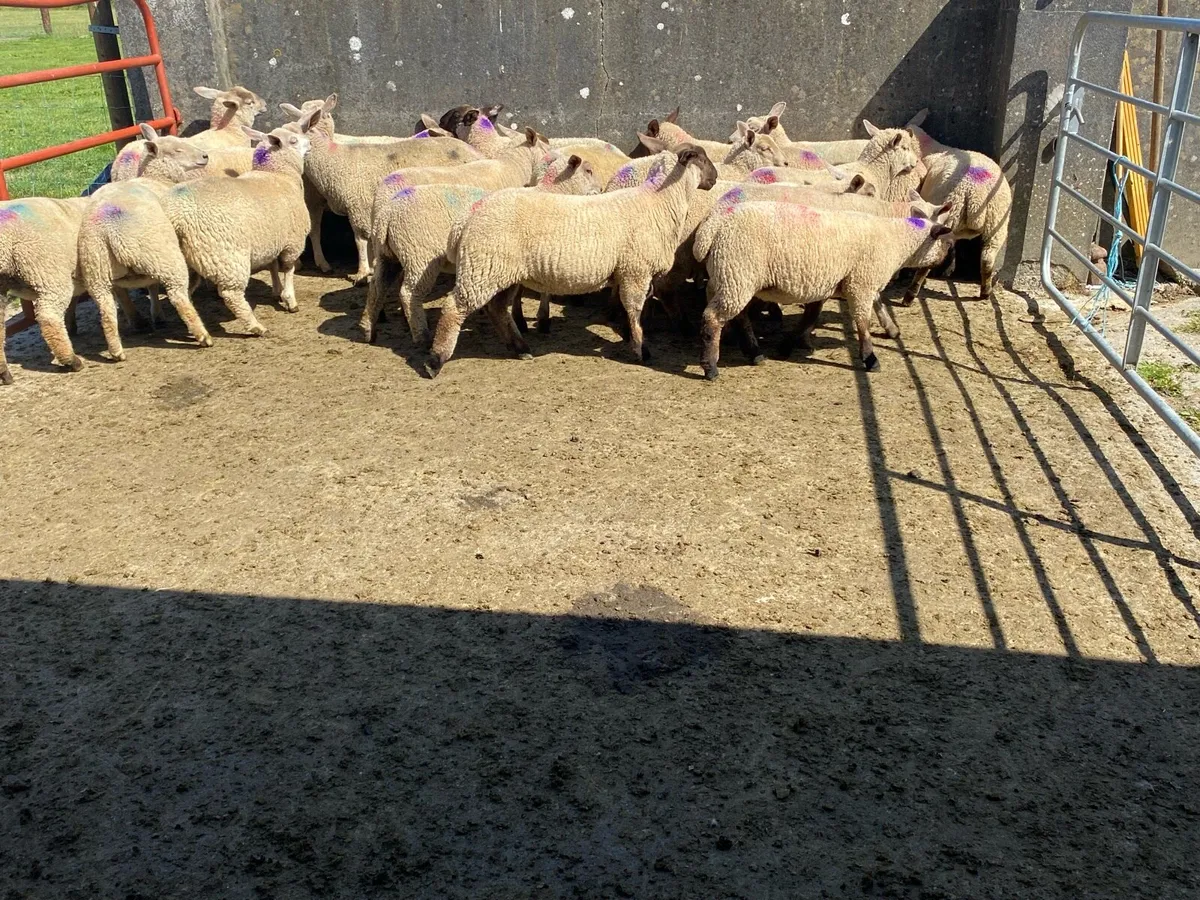Organic ewe lambs - Image 2