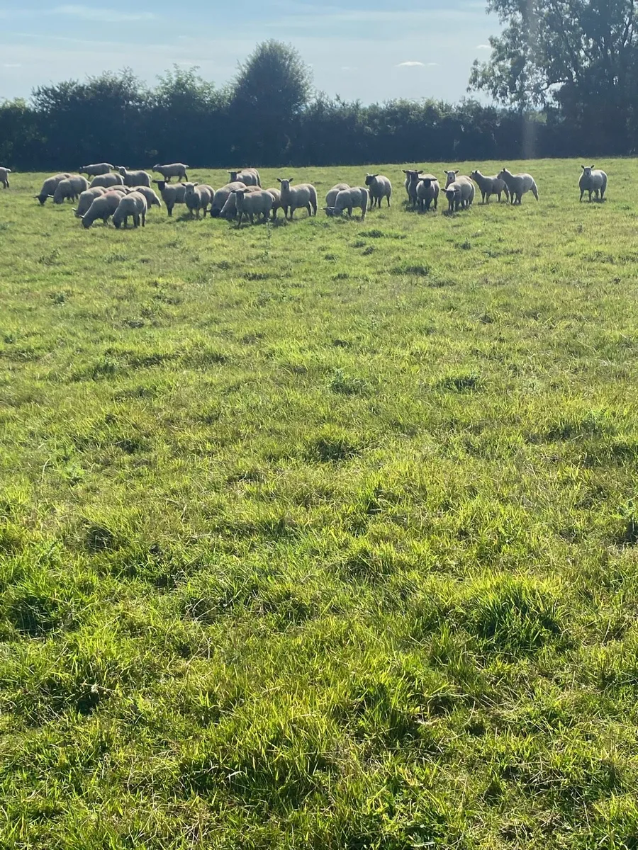 Organic ewe lambs - Image 4