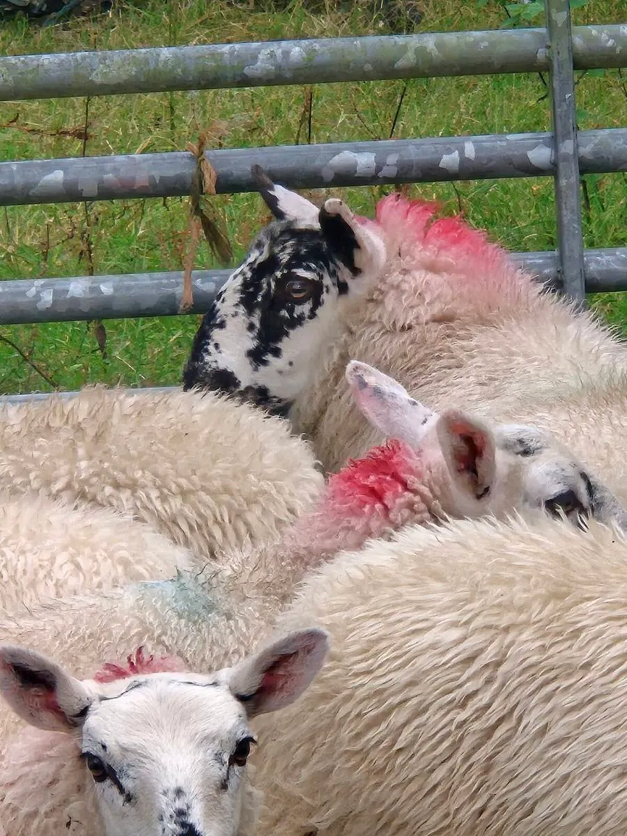 Ewe Lambs - Image 2
