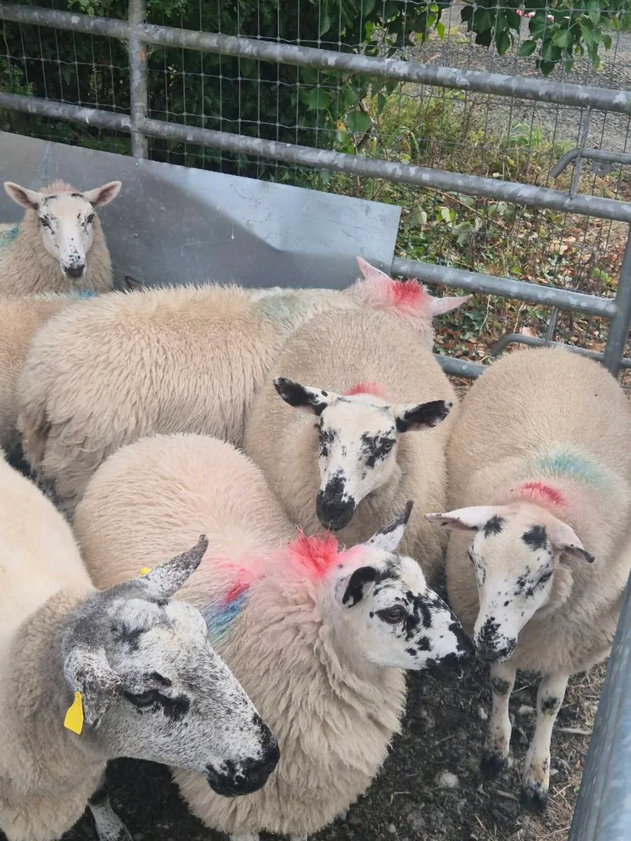 Ewe Lambs - Image 3