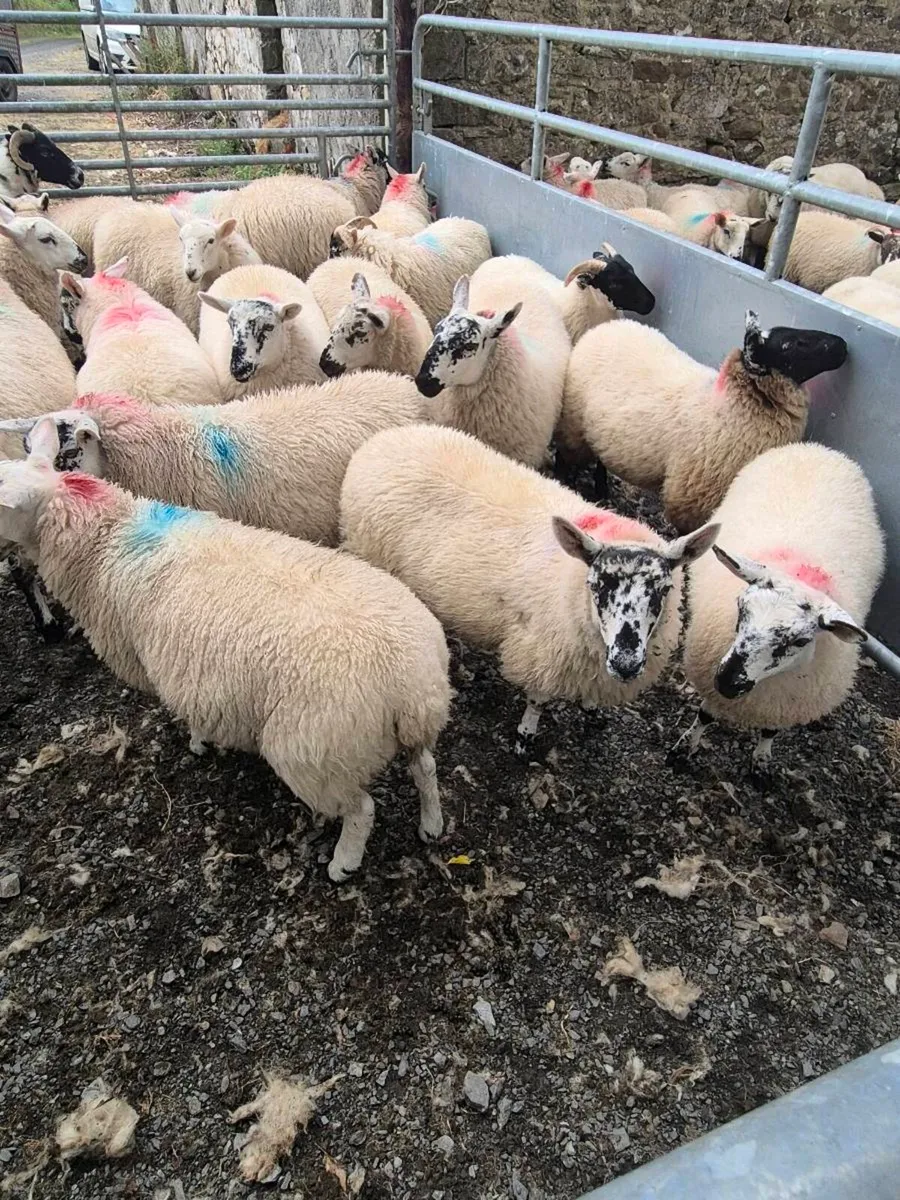Ewe Lambs - Image 4