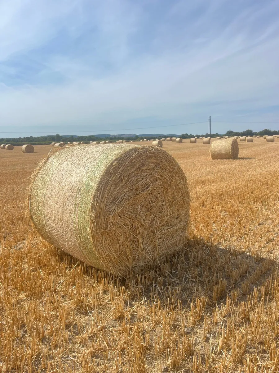 Barley straw and hay for sale - Image 1