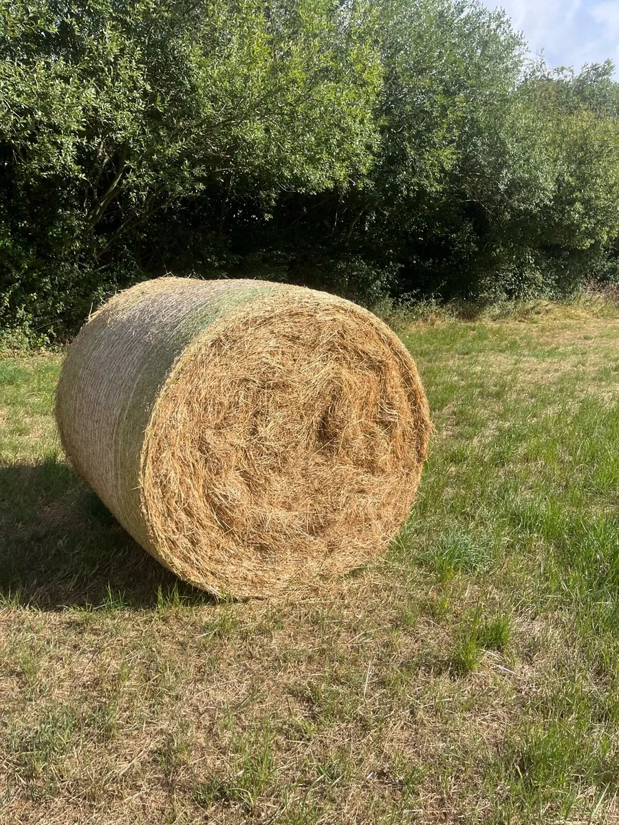 Barley straw and hay for sale - Image 4