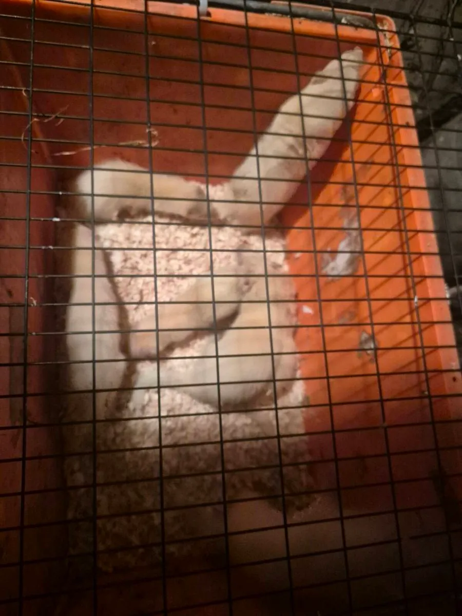 Ferrets - Image 3