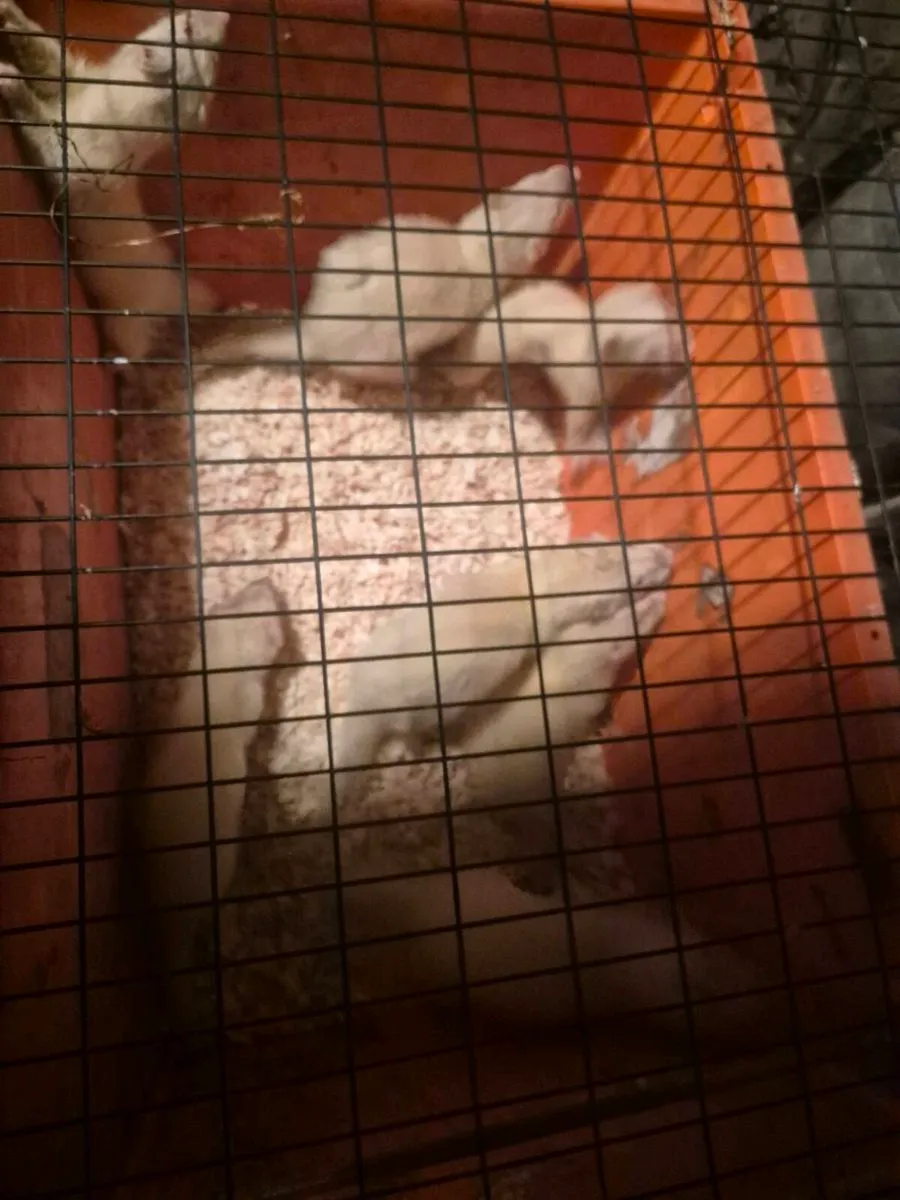 Ferrets - Image 4