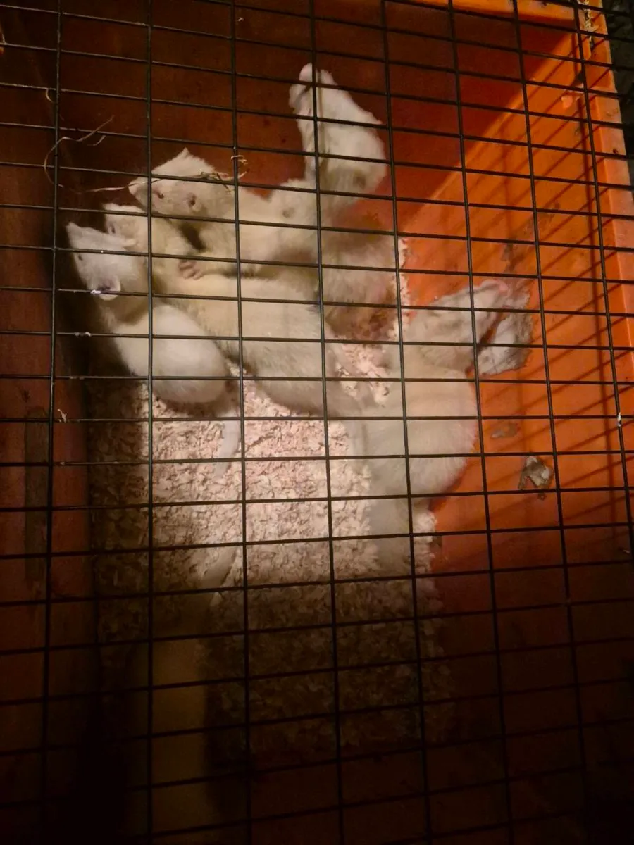 Ferrets - Image 2
