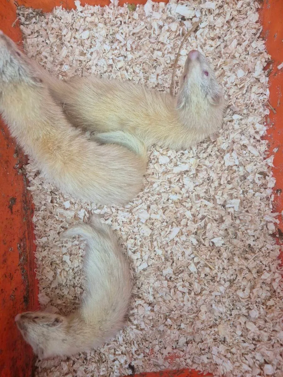 Ferrets - Image 1