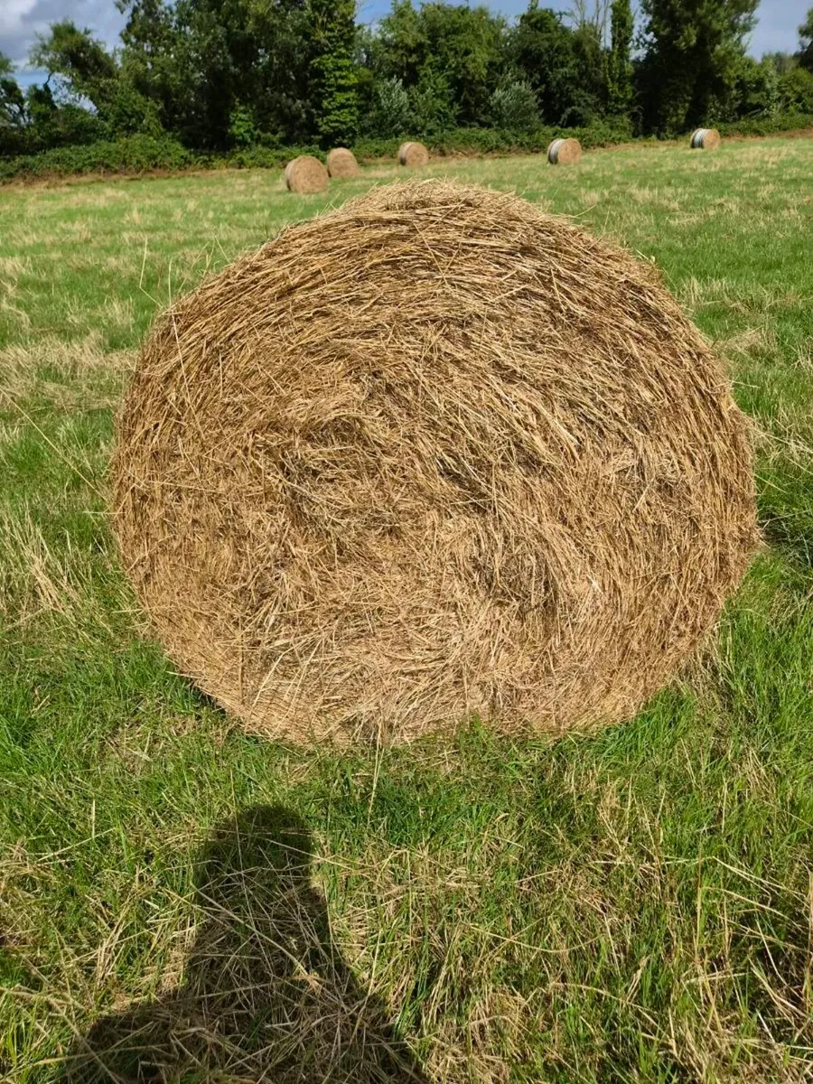Round bales of hay - Image 1