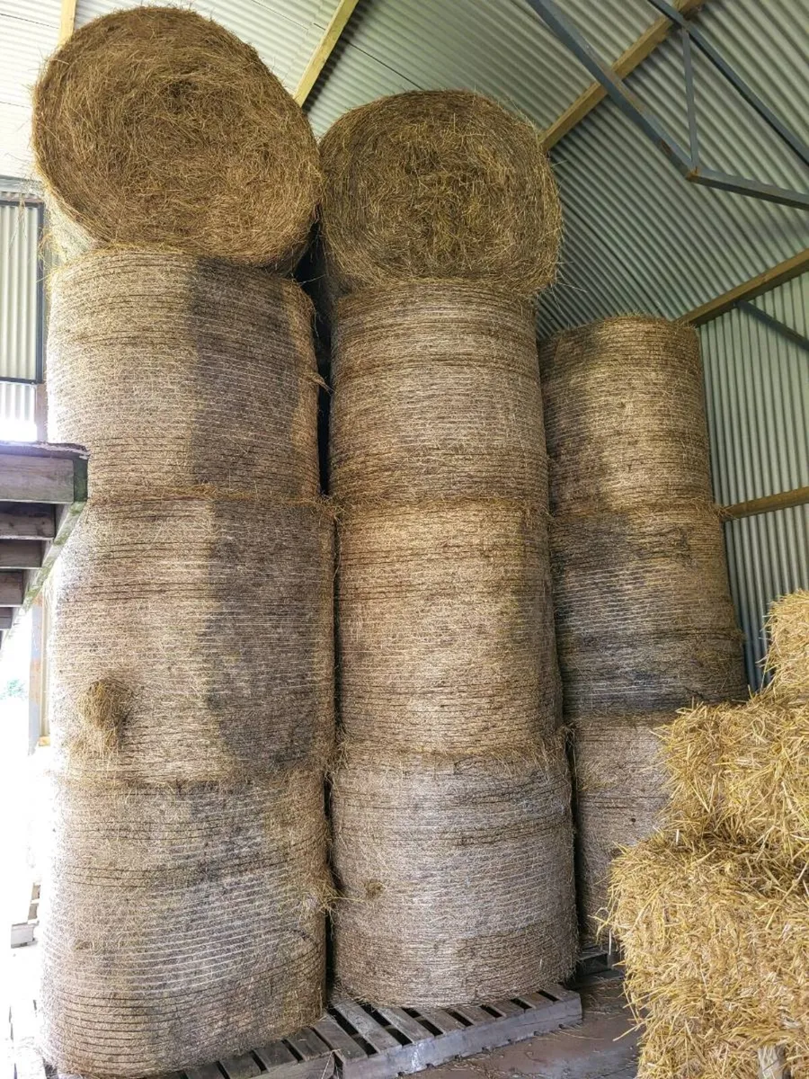 Round bales of hay - Image 2