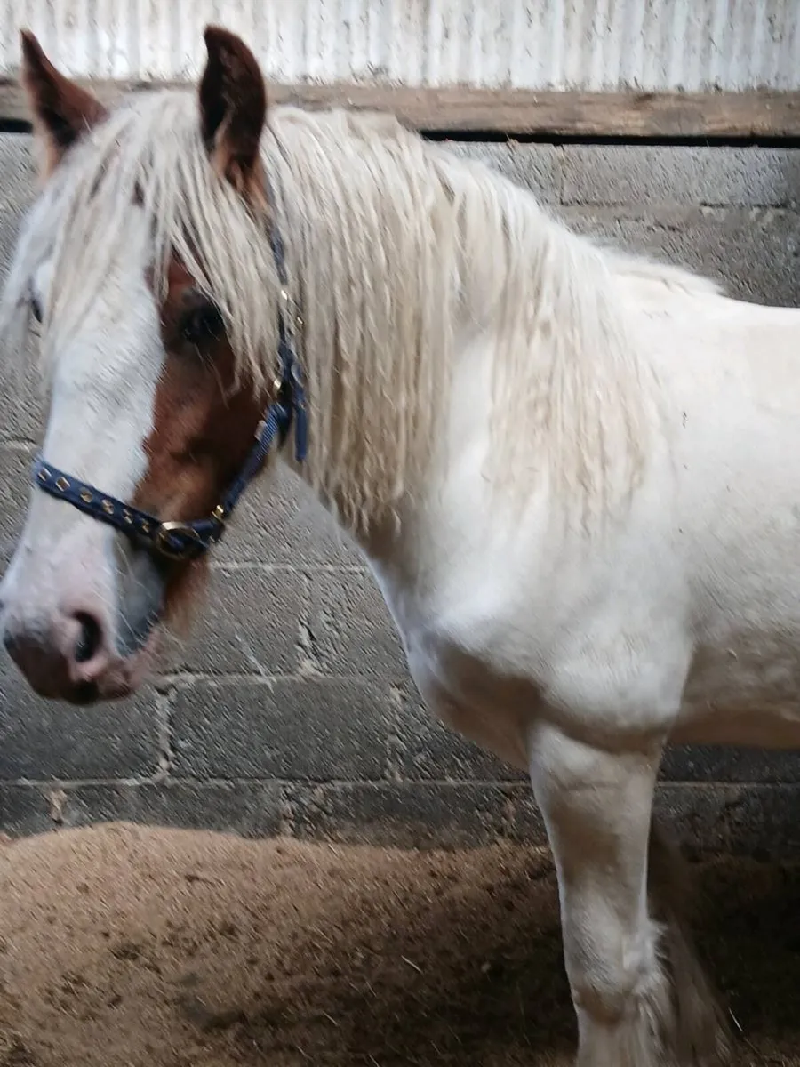 Horse - Image 2