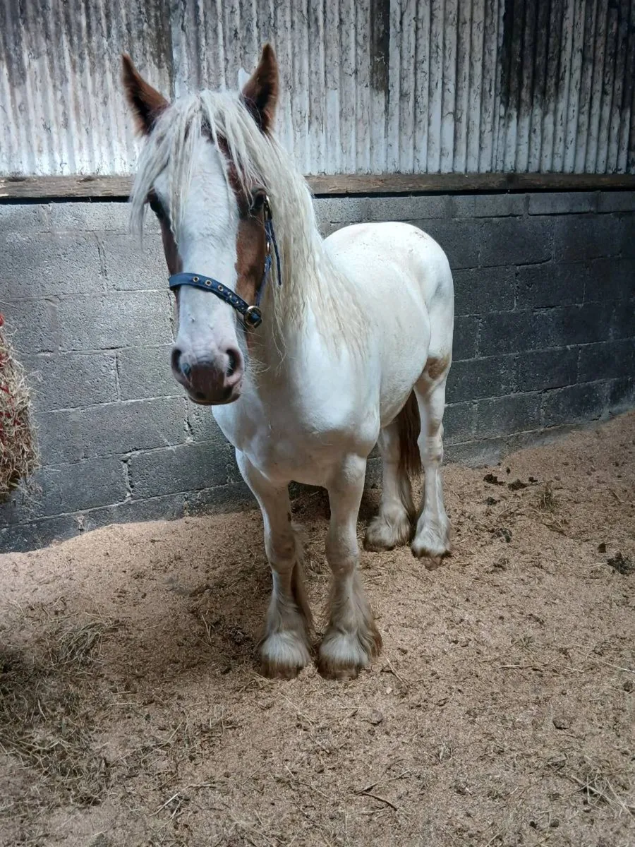 Horse - Image 3
