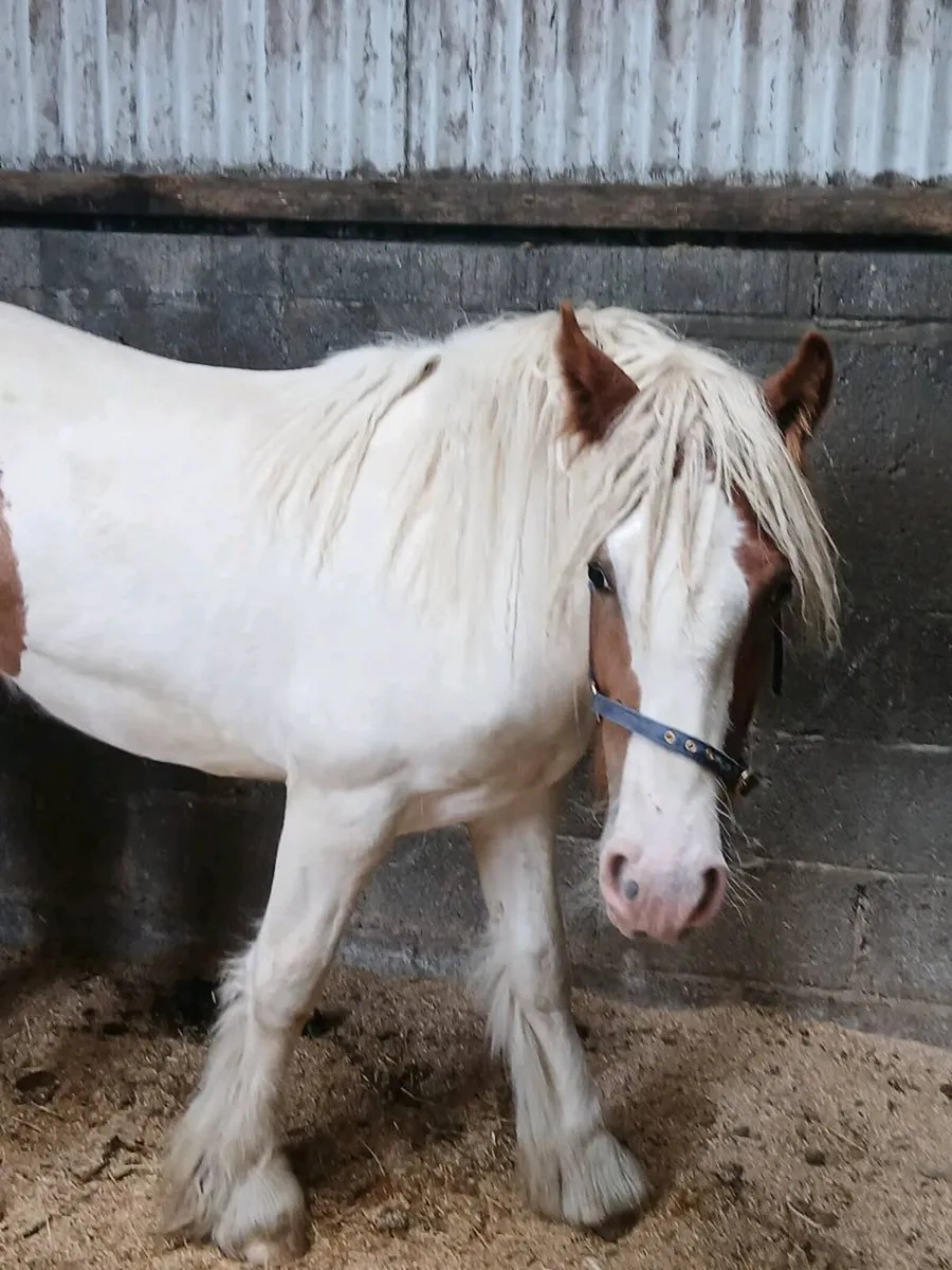 Horse - Image 1