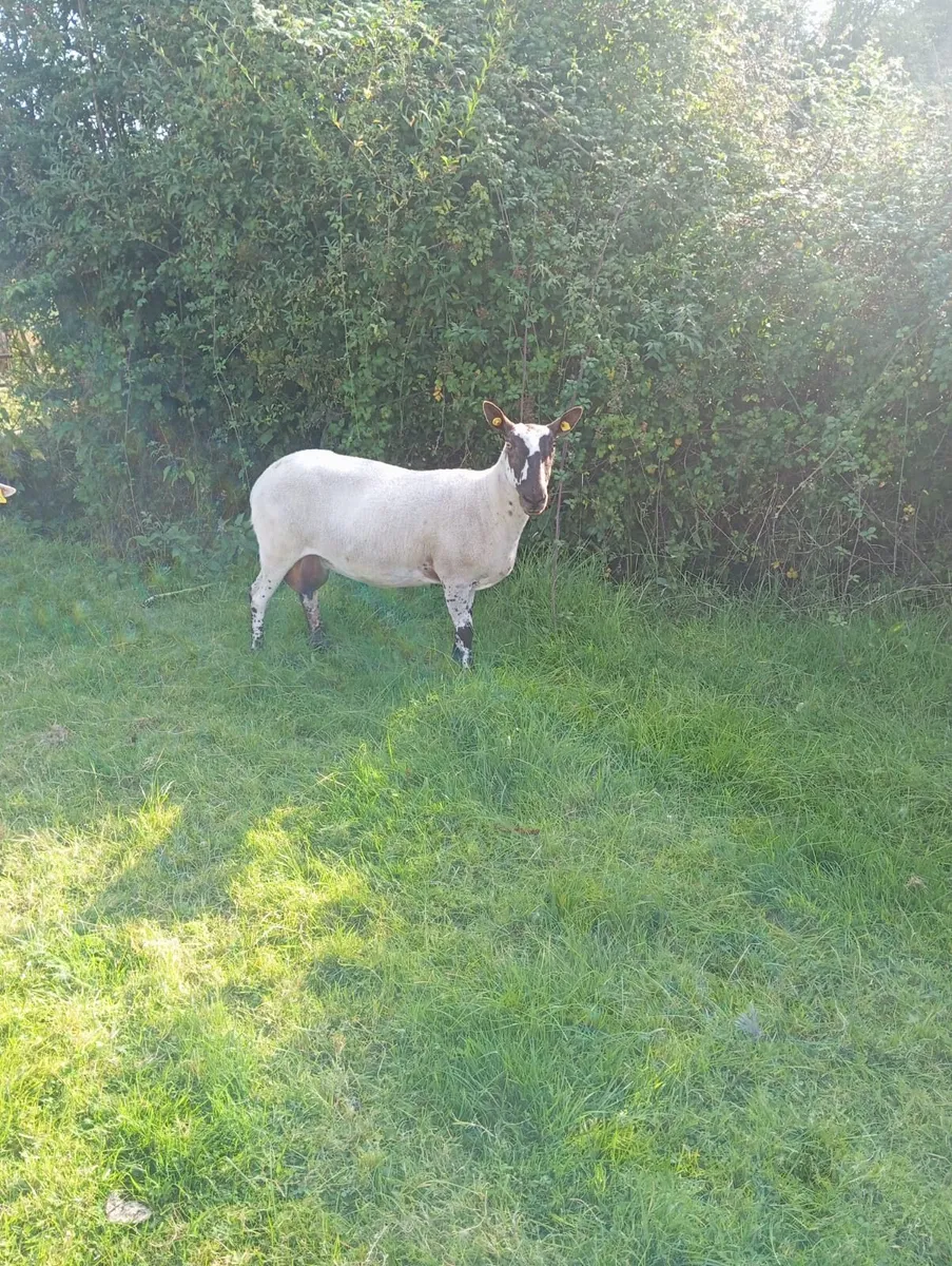 Two Cull Ewes - Image 1