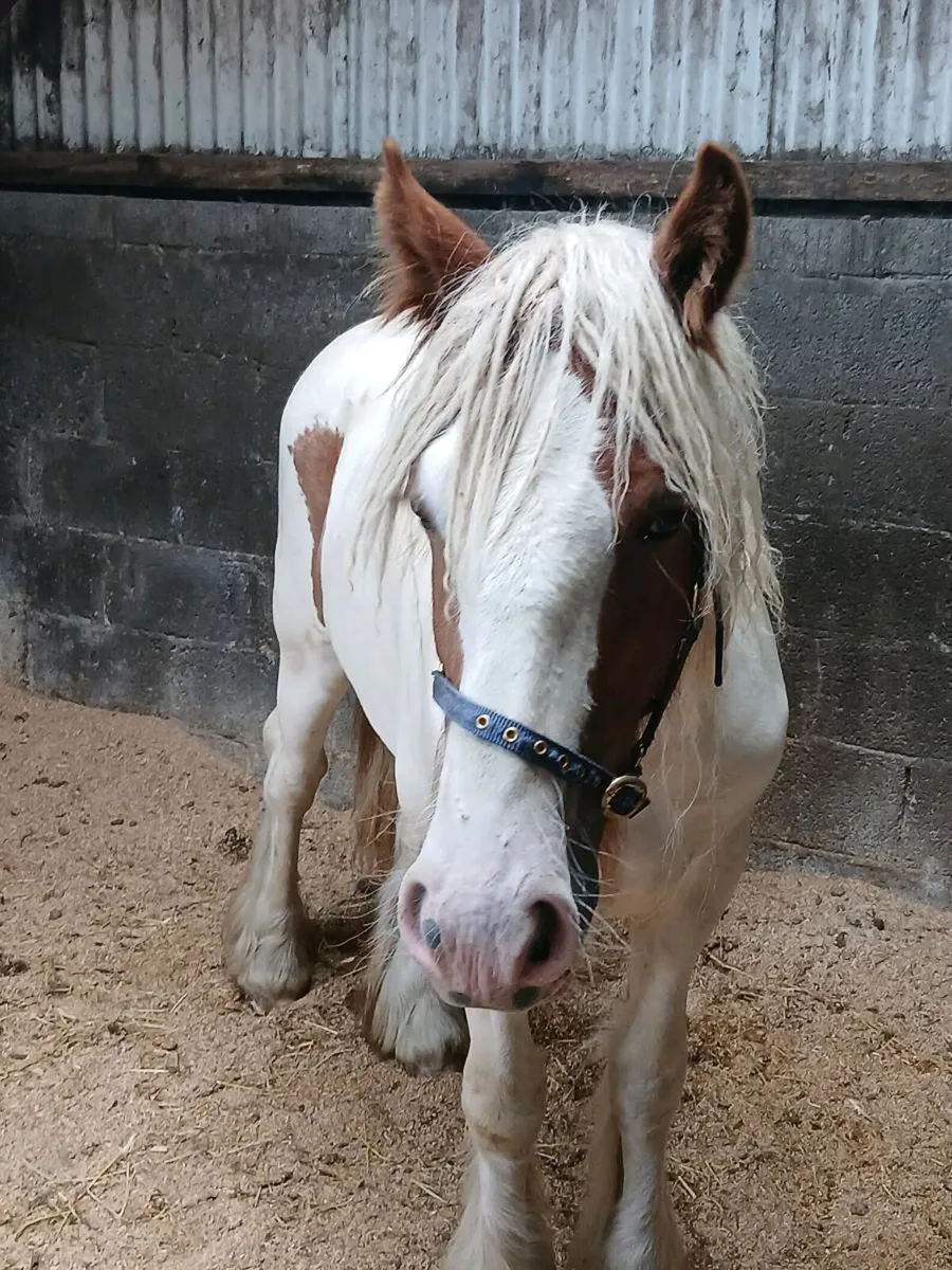 Horse - Image 4