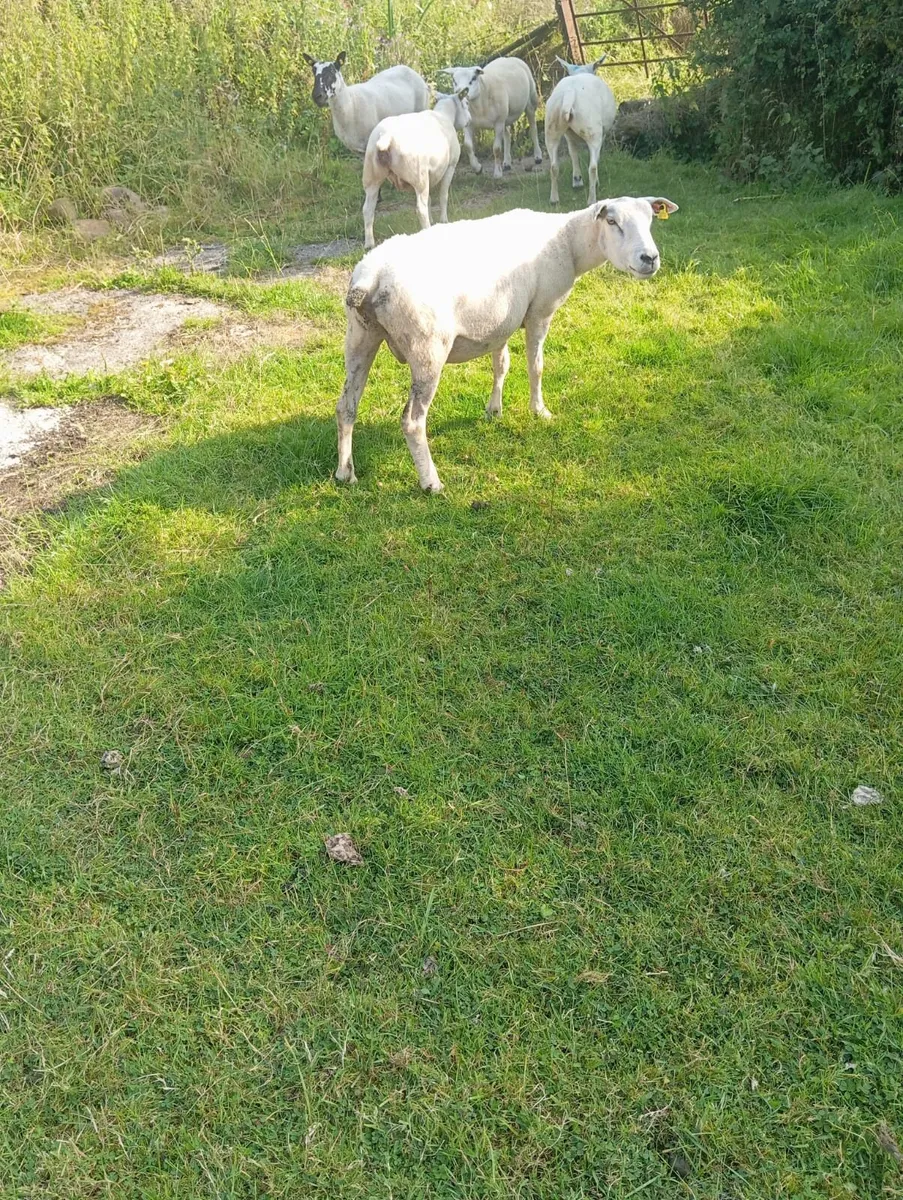 Two Cull Ewes - Image 2
