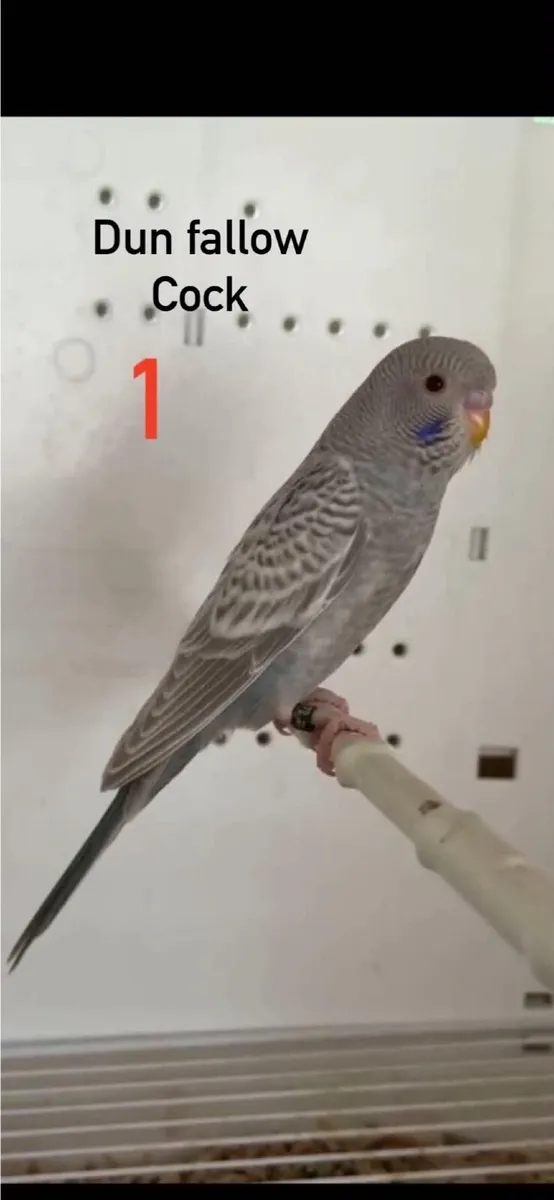 Budgie mutations/ Dun fallow BF - Image 1