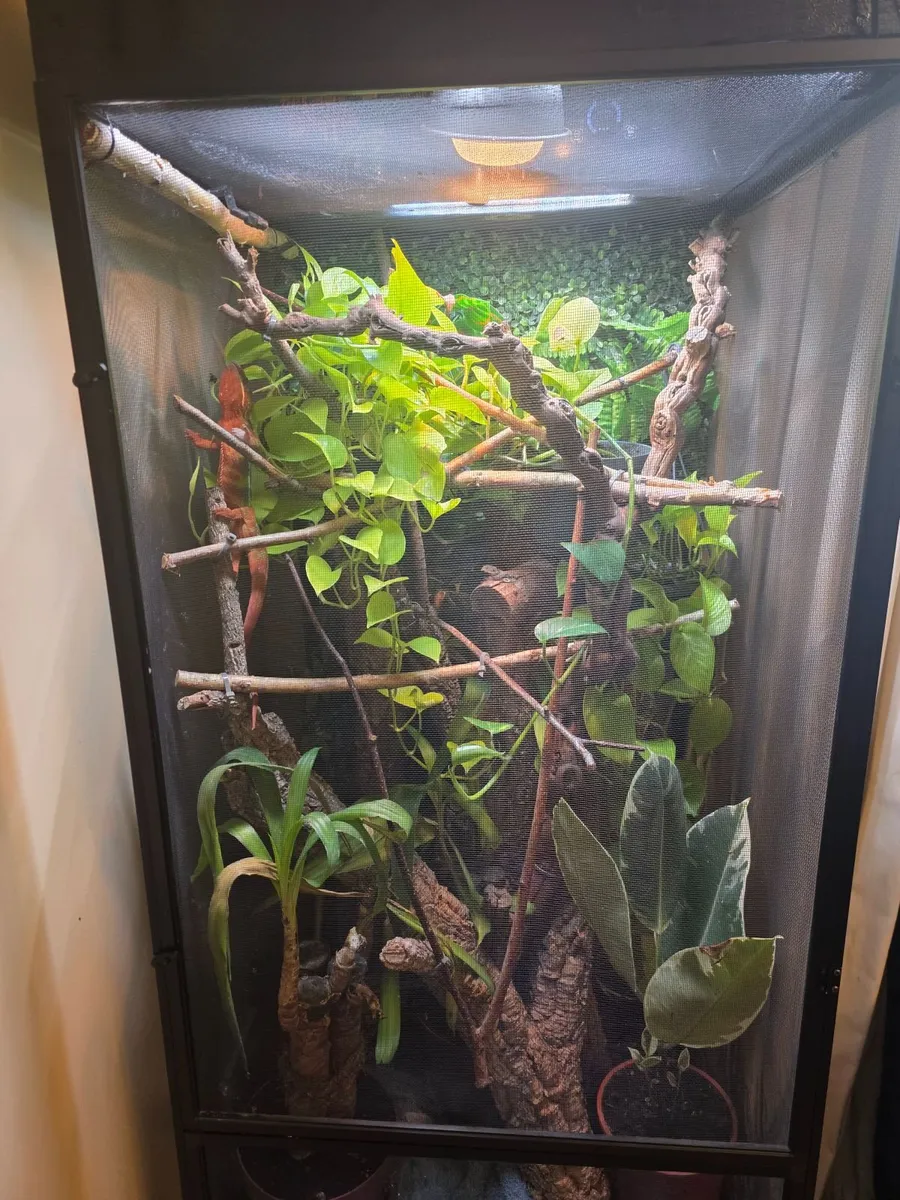 Reptile - Image 1