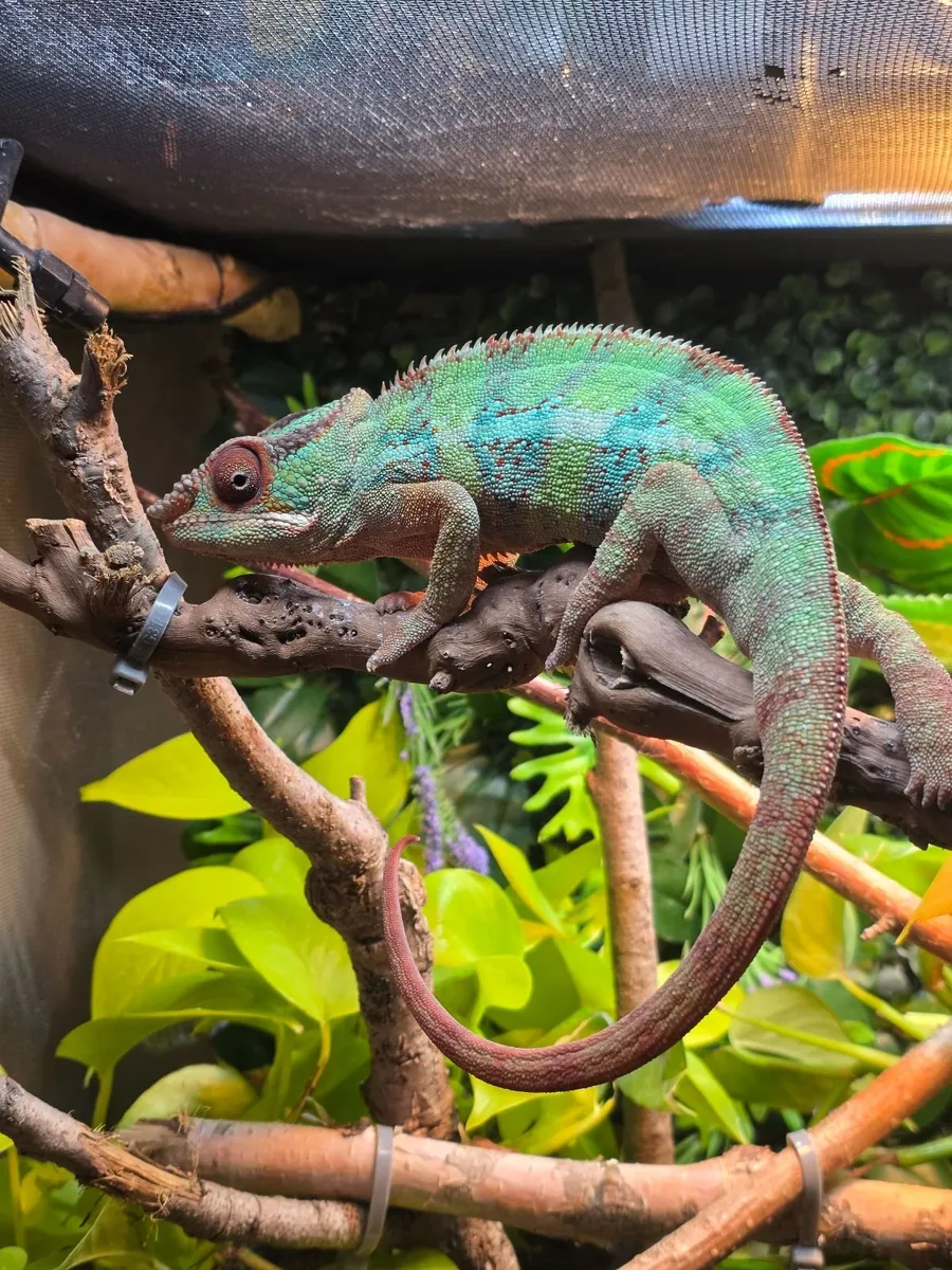 Reptile - Image 2