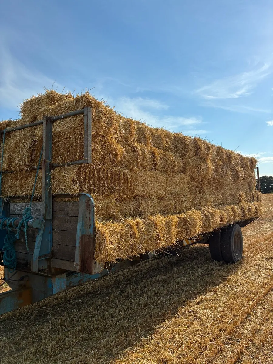 Small square bales of oat straw - Image 1
