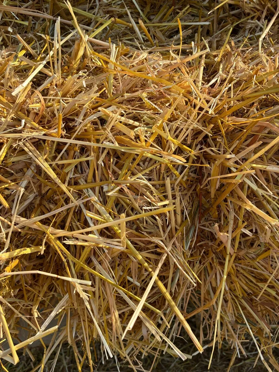 Small square bales of oat straw - Image 2