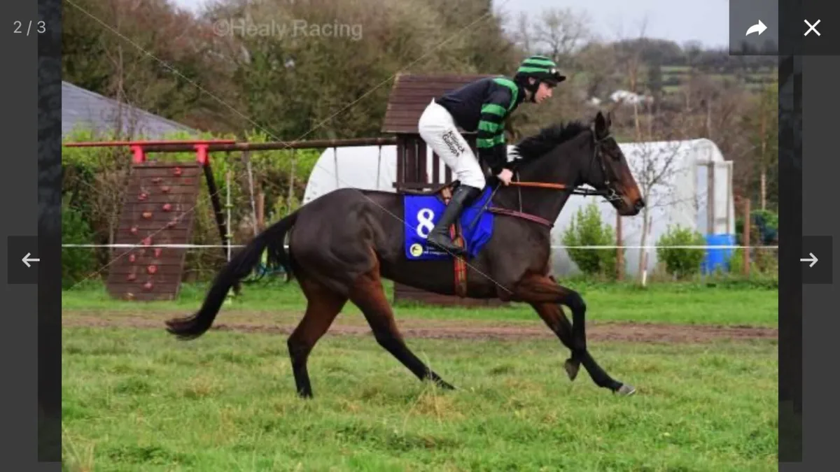 7yr old Thoroughbred Broodmare - Image 1